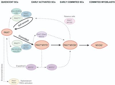 Muscle Satellite Cell Heterogeneity: Does Embryonic Origin Matter?